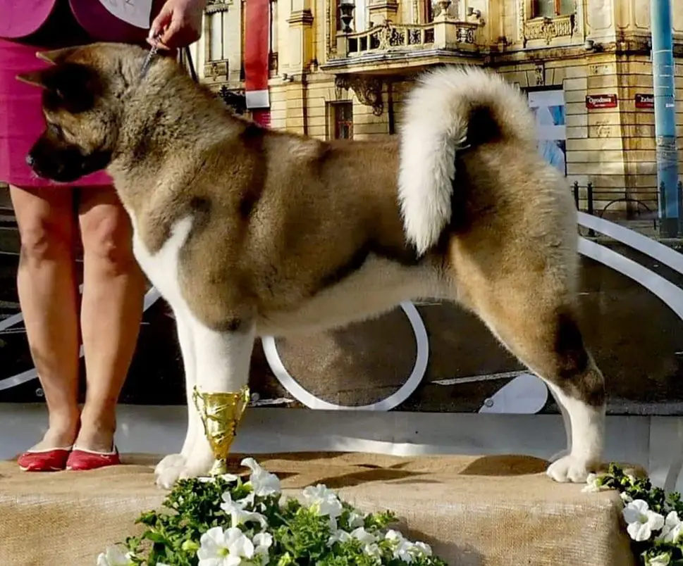 CIB Ch.Pl, Mne,Al,Mac,Lit,Slov, BiH,Ser,Rom,DE/VDH,INTCH RedTone Coockie