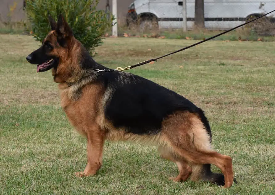 Chilla abba criadero de kac