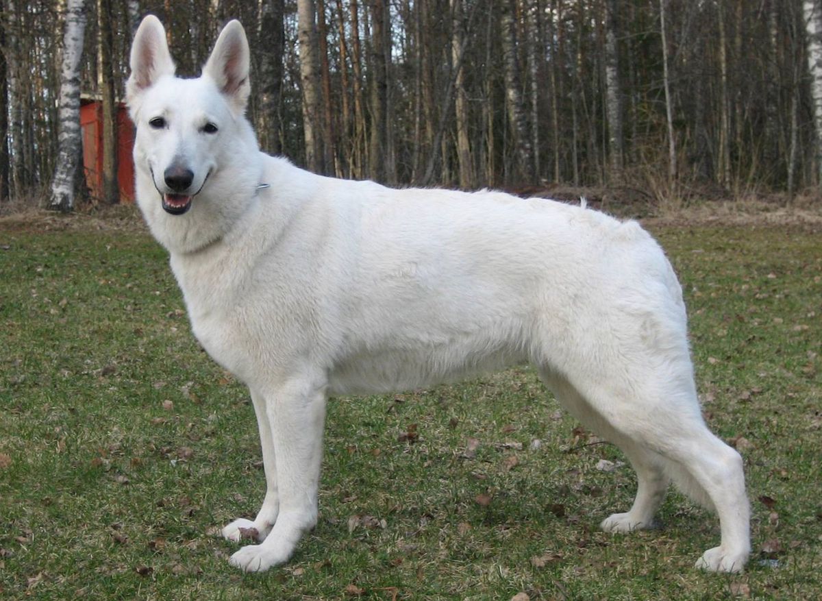 FI CH Rally Obedience District CH Amazing White Brigitte