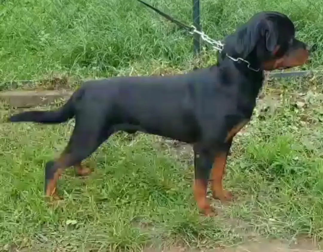 Sibani's Marvin