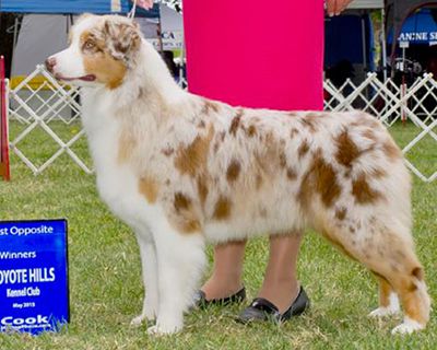 AKC HC Chances' R At Last