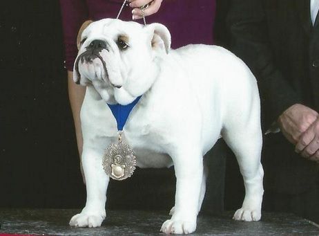 GCH (AKC) Cash's What Makes You Beautiful