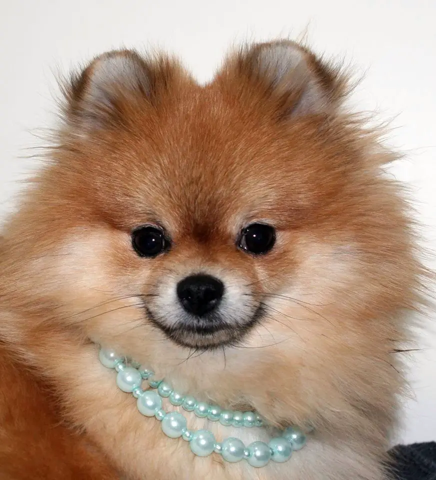 M-J's Desert Princess Sahara