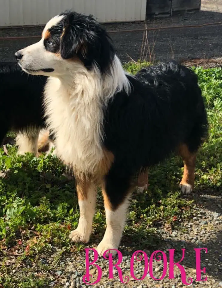 Hi Hopes Total Eclipse of the Heart