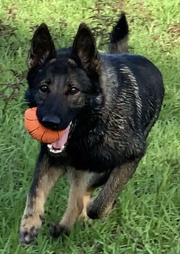 Tsilla Van Den Heuvel