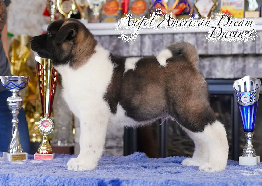 Angol American Dream Davinci