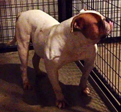 Red Stick’s Half Naked Choke