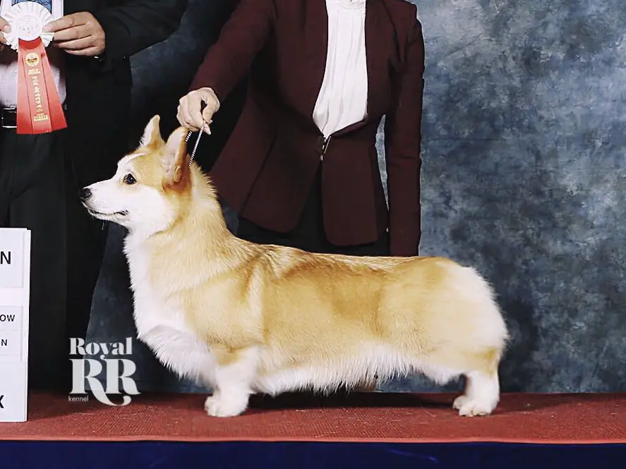 KOR CH. INA CH. Kurzebeine Avengers Dragonblood With Hangaram