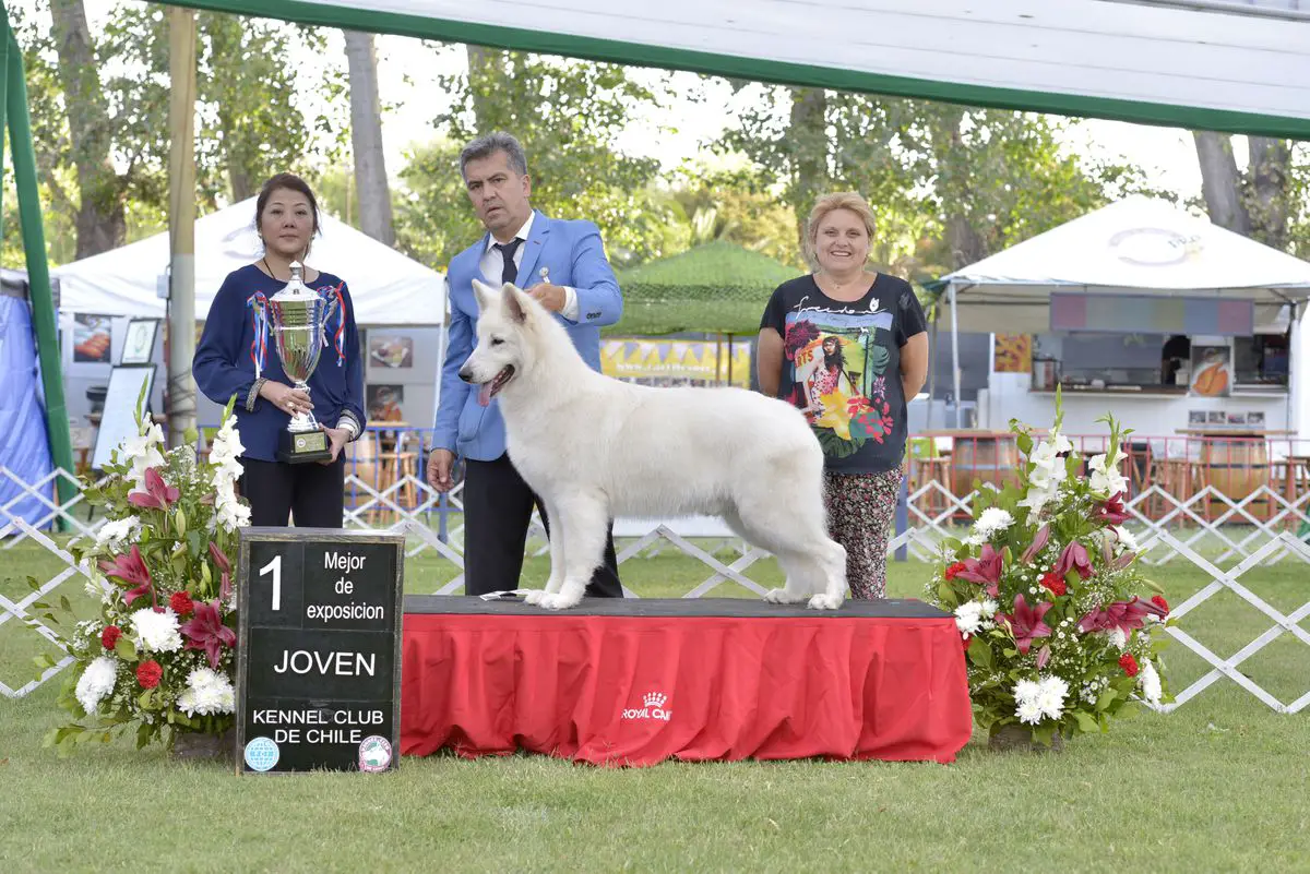 CH Ame.Cari,GCH CH,CH CH,GCH ARG,CH URU,CH PE,JCH CH,JCH UR Romeo De La Condesa del Alba
