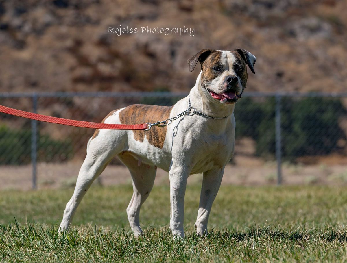 MpKennels Jolly Jane
