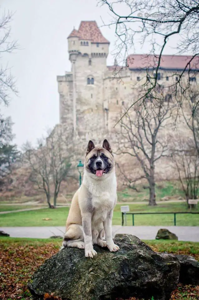 SRB CH GabriTho's Two QuizMaster