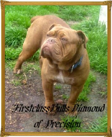Firstclass Bull's Diamond of Precision