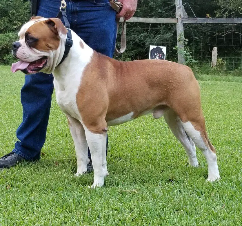 Red Oaks Bodacious aka Bo