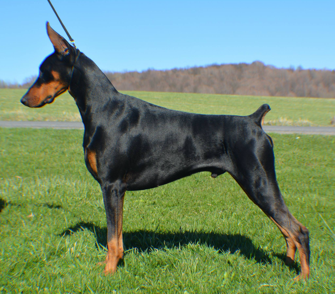 U-BIS URO1 AKC GCH/UKC CH/Can Ch Denmar's Dream Quest for Purple and Gold