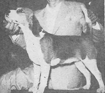 CH C S Gaylad's Pride