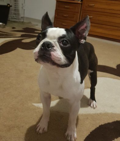 ROCh, BGCh KLITCHO GARMMID HAUS