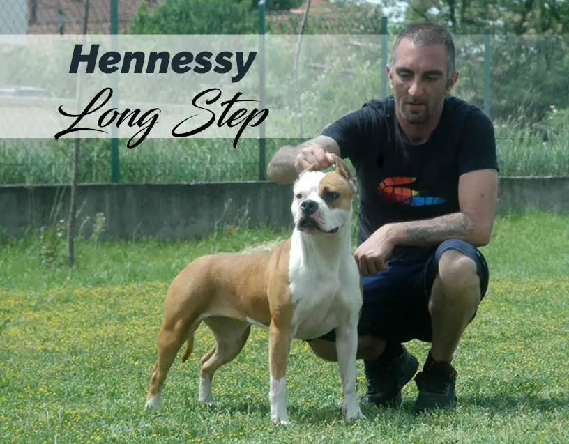 Hennessy Long Step