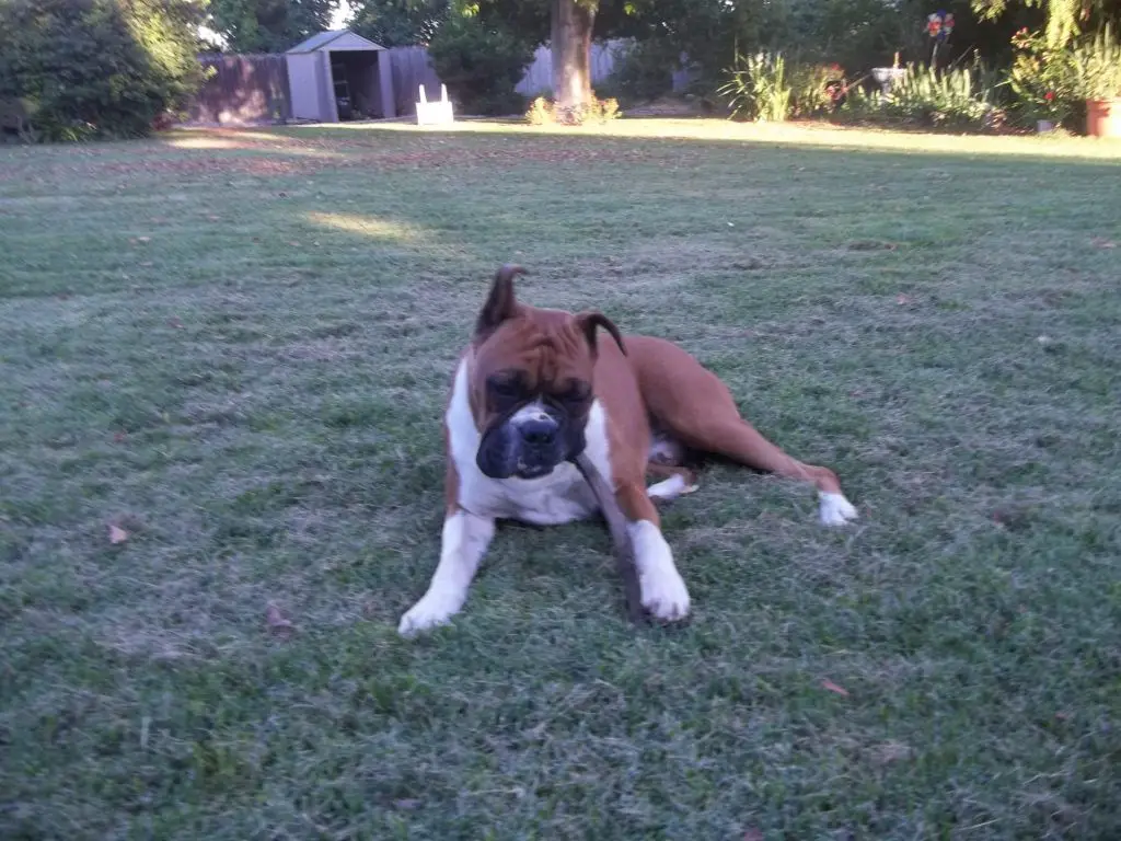 KODEE'S SUBLIME LEGACY TO DOLAMITE