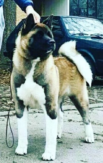 Lusiana Of Haiku Ken