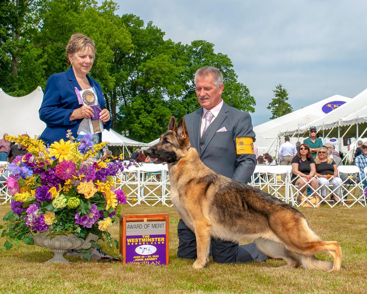 Select Multiple BISS BPISS GrChS Gch Ch Mickena's Ghost of Christmas Yet to Come