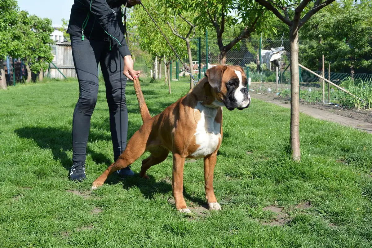 FALLORA PRINZESSIN Deutsch Algar