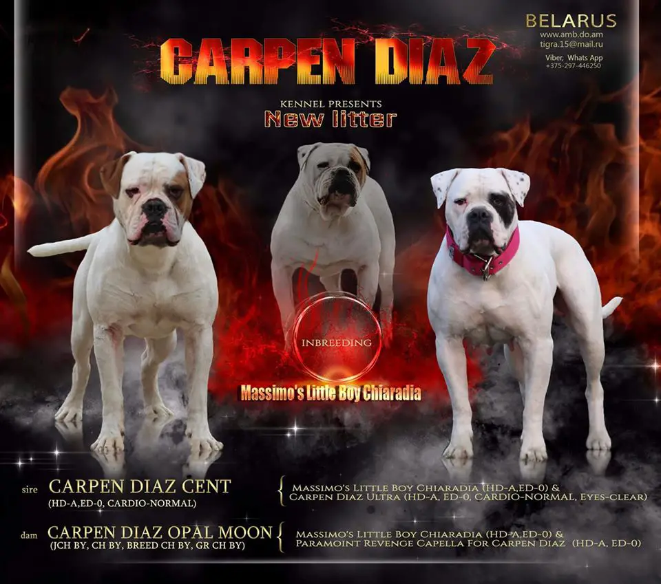 Carpen Diaz Dandy