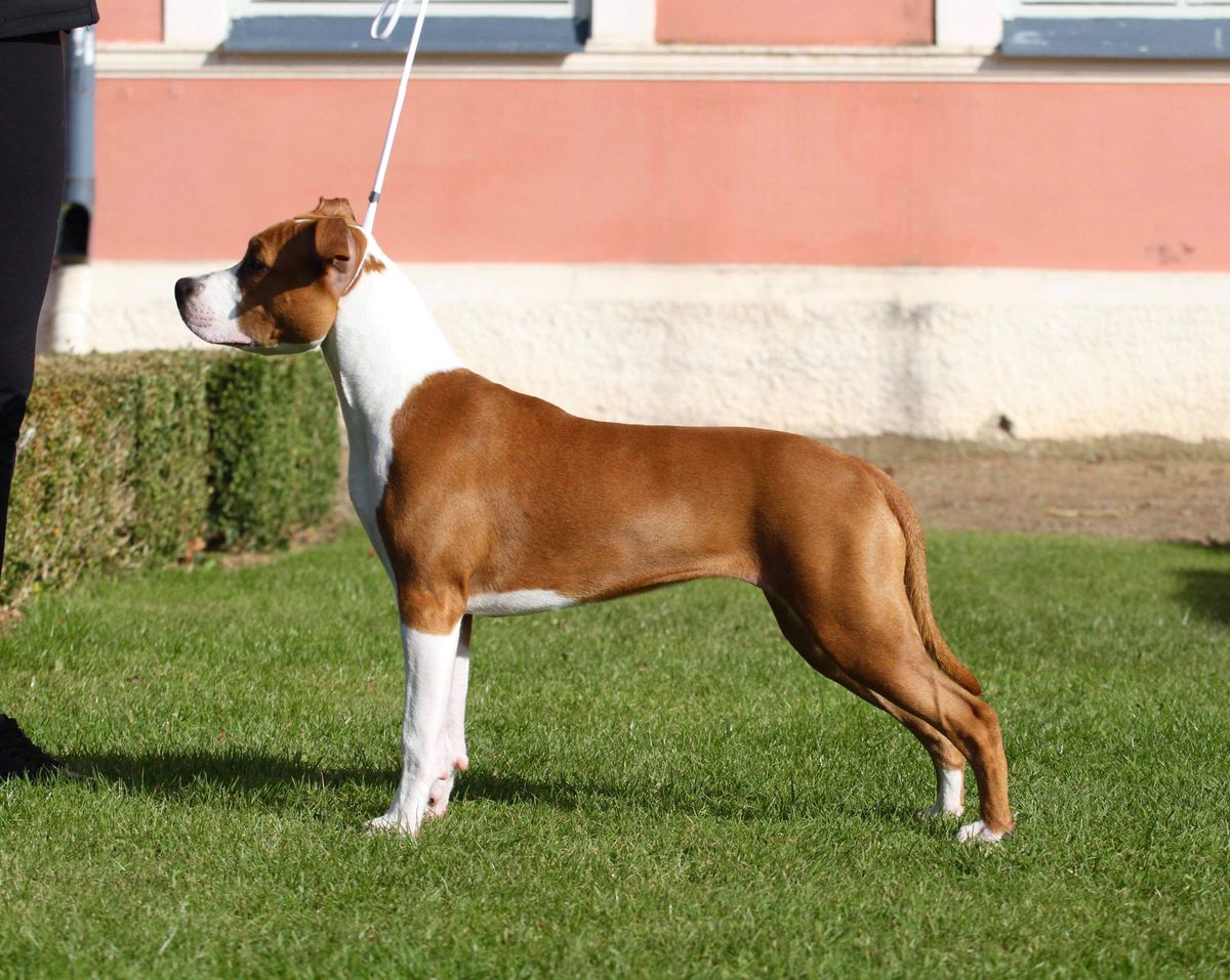 Nordic Viking's CALIFORNIA