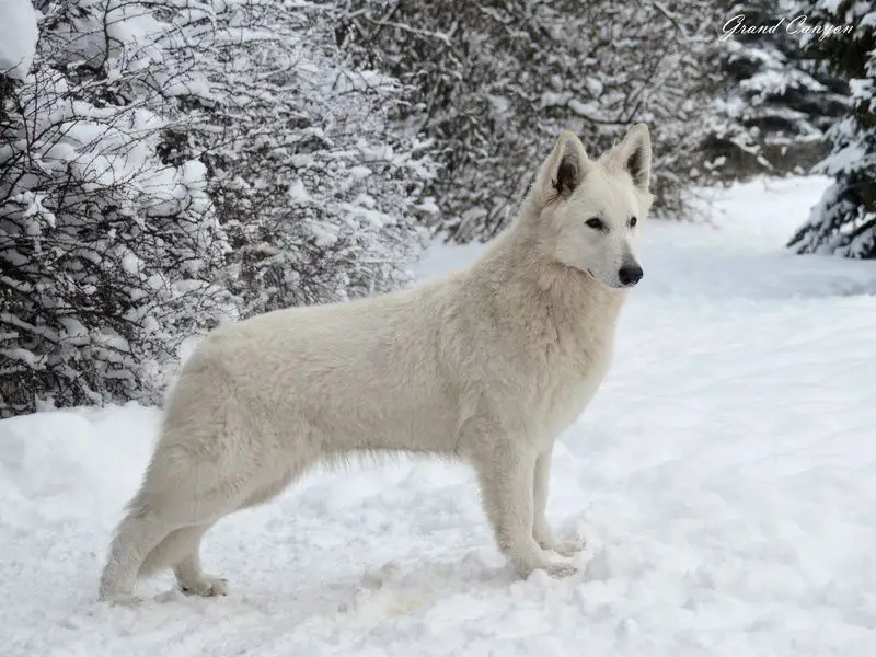 CH.PL, CH.SK, J.CH.MNE. GEMMA Ice Lilien