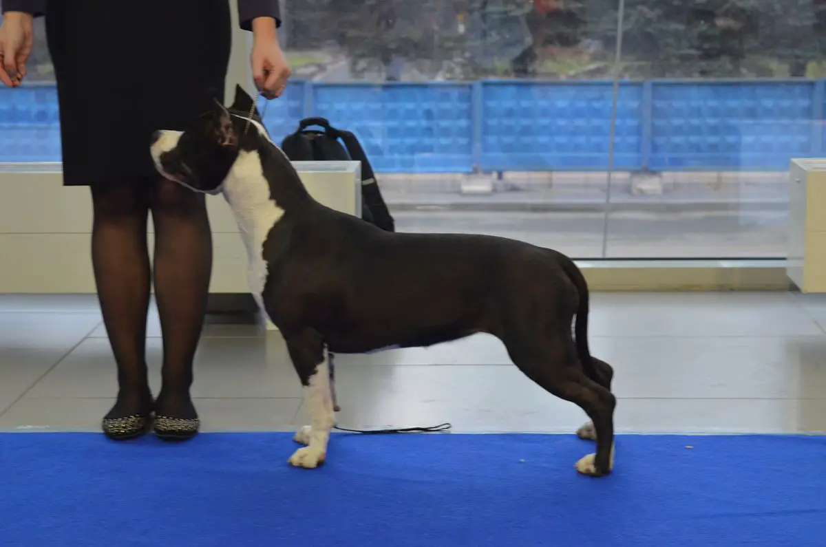 FAITER RACHEL BLACK ANGEL