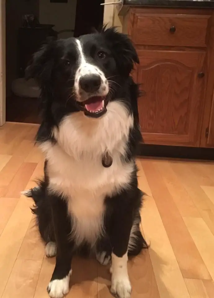 Good Shepherd's August Moon