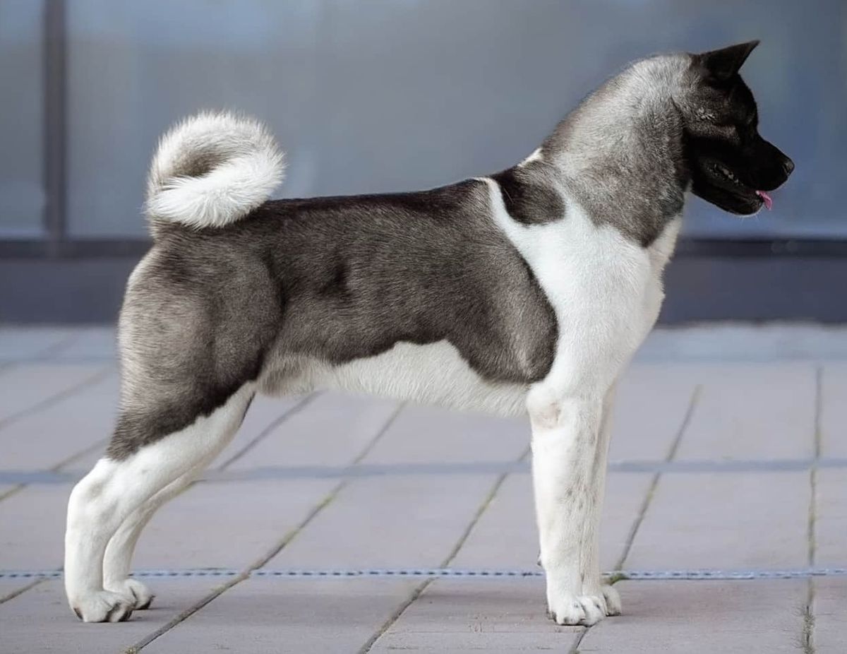 RUS/RKF CH, RUS/RKF JCH Terra Di Amore Jacob