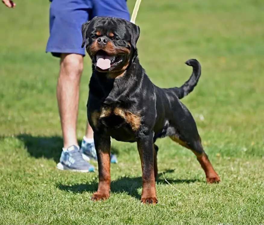 SRB & BUL CH Remo timit tor