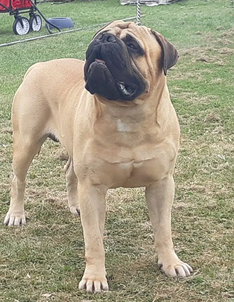 Fullhouse Bull's Maximus Blacface Angel
