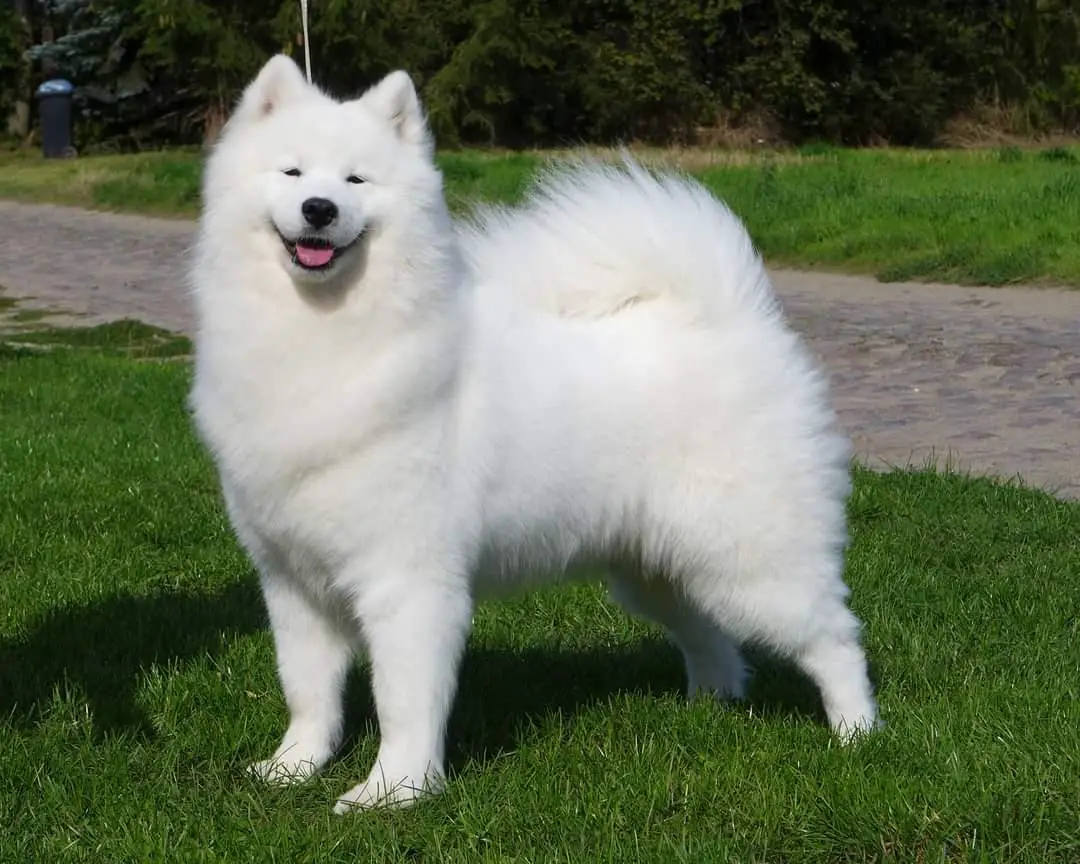 LIGHT PRINCESS Give me a Paw FCI