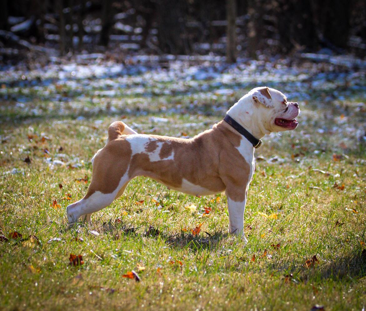 NKC CH Centerbull's Fire on the Mountain AKA Goldie