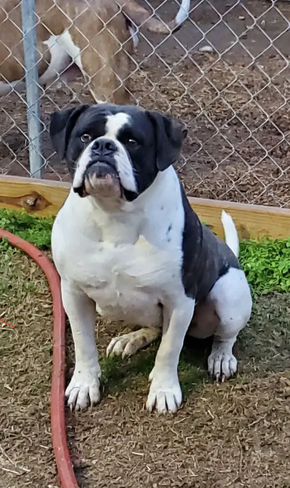 Dream Team’s Egypt