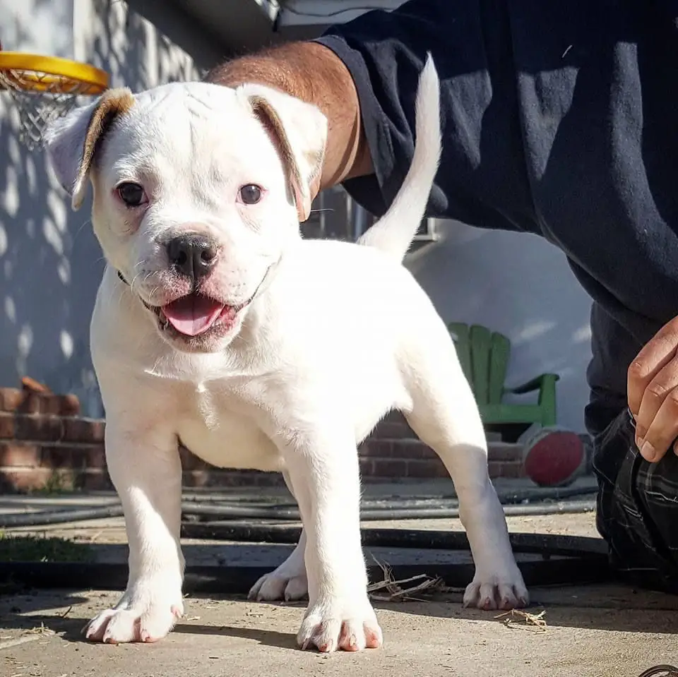 Manstoppers Elia of Best Buds American Bulldogs