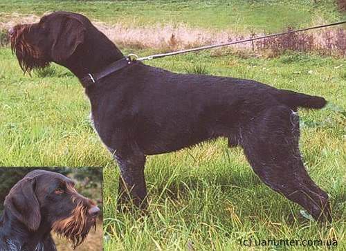 Birko vom Kronwittberg