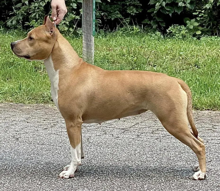 Irresistibull's Poetry in Motion