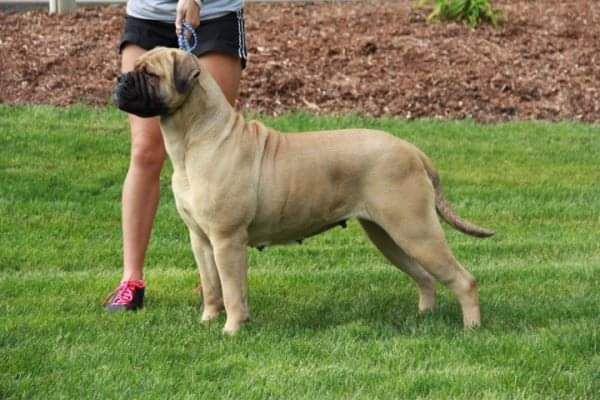 Bandog's MEPHIS MINNIE Nix