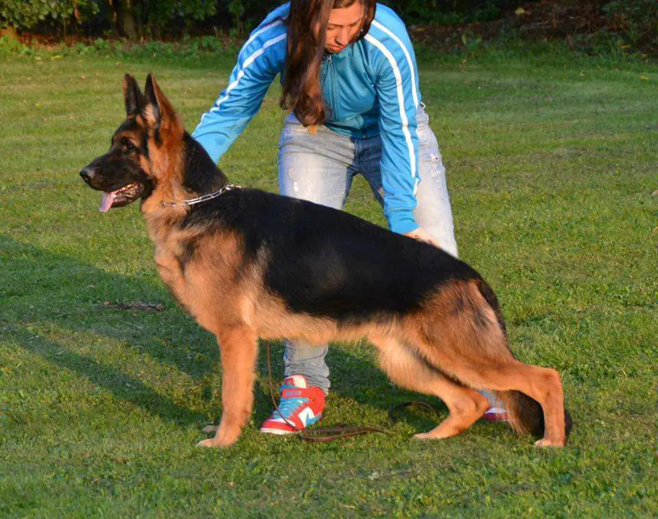 Eliano vom Fichtenschlag