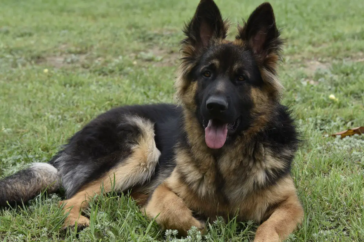 Liberty's Ace of Spades