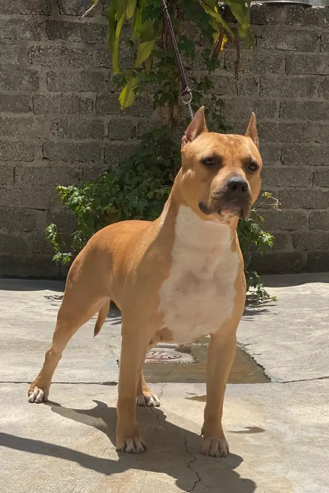 CH. JR. GUA., CH. MEX. Anat Velsant D´Pinulak