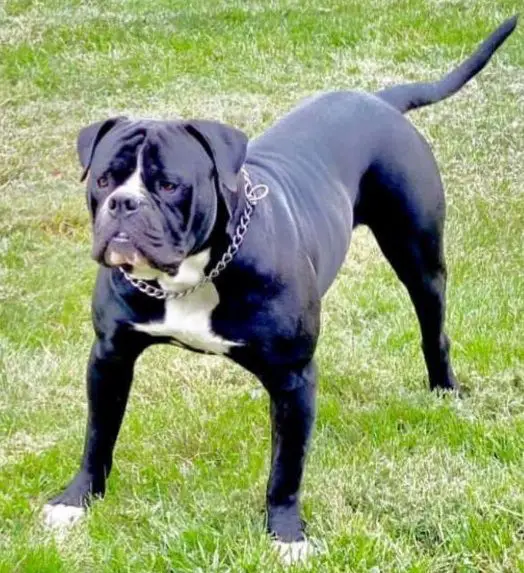 NUK's Draco of GGK