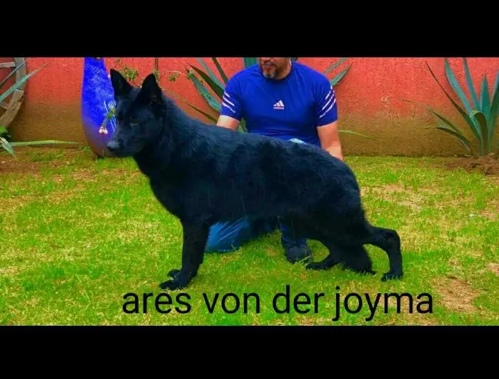 Ares von der joyma