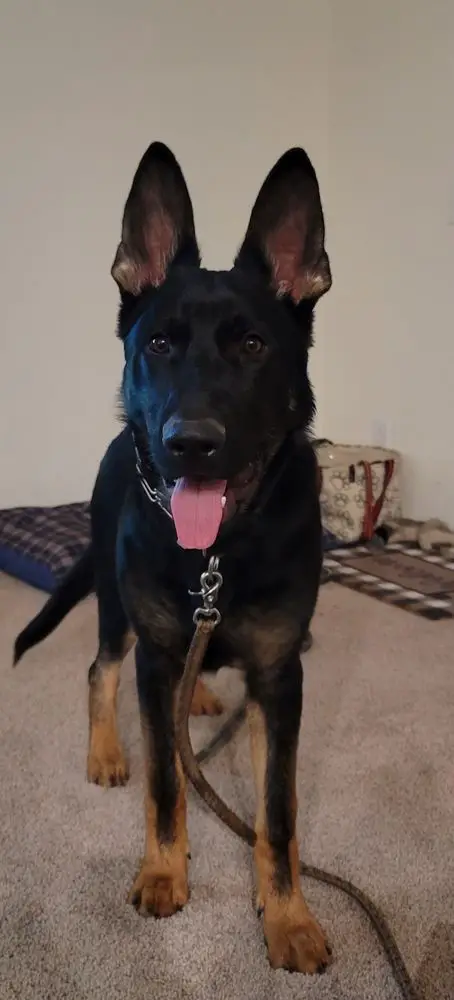 Capone Denearo Von Brodek