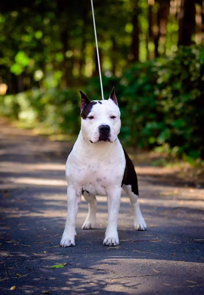 Gravis Ursa Knight of Steel