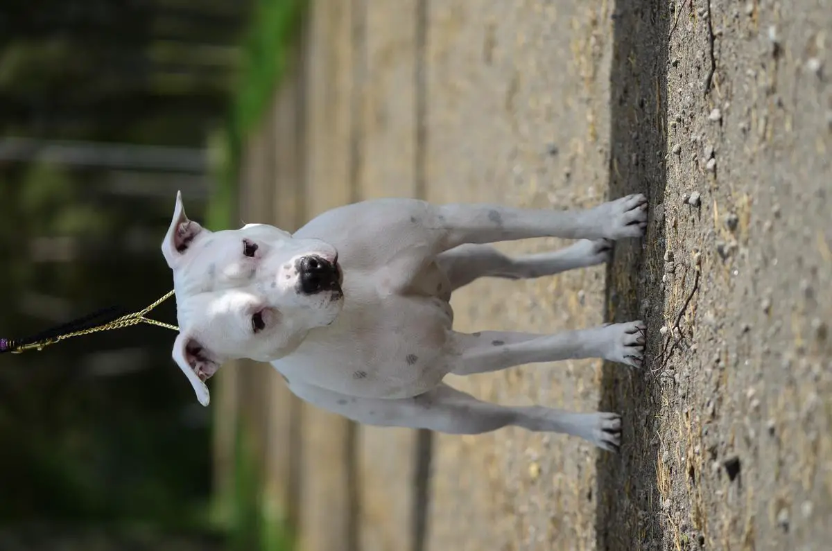 Frankenstyle's Self-Quarantine