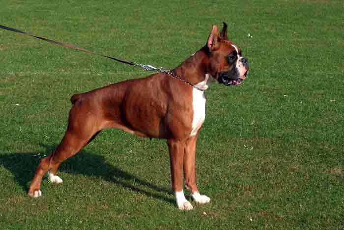 Liter Bomond Derzhava