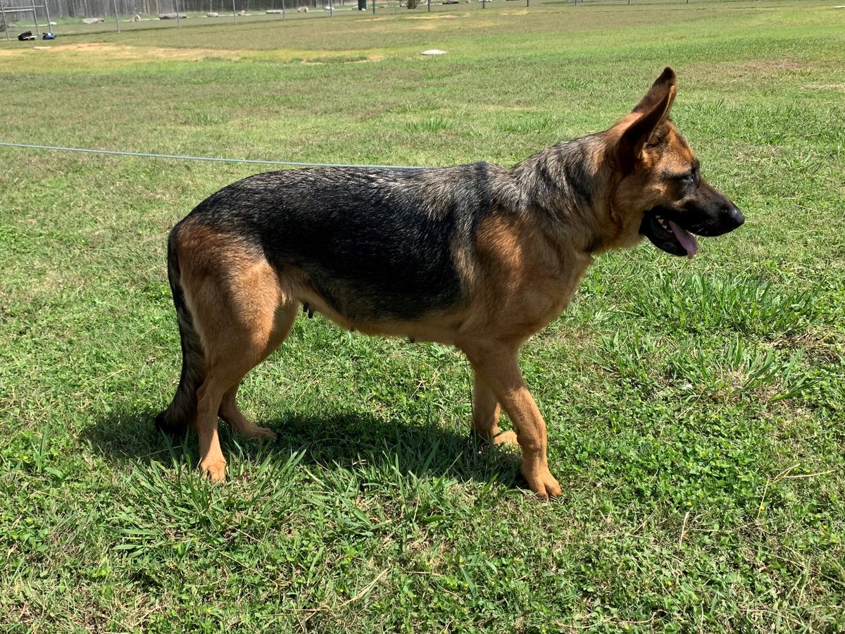 Princess Leia Von Arlett